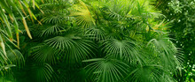 Palm And Fern Tropical Plants Leaf. Nature Green Background.