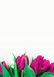 Fototapeta Tulipany - Tło tulipany
