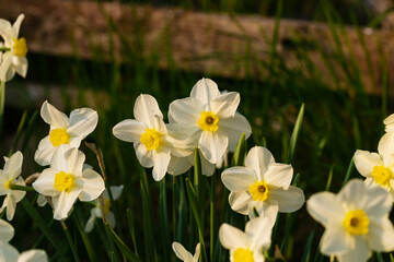 Wall Mural - Blooming daffodils by a crumbling plank village fence