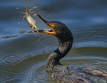 Double Crested Cormorant (Phalacrocorax Auritus) With Aqua Blue Eyes, In Water Flipping A Blue Crab (Callinectes Sapidus) Belly Side Up,  With Water Splashing In Air