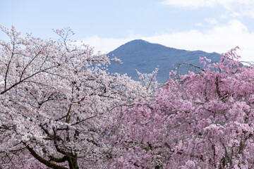 Wall Mural - 羊山公園の桜と武甲山