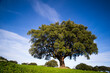 © martinred - cork oak in the pasture of extremadura