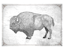 Bison Drawing Vintage Clipart Free Stock Photo - Public Domain Pictures