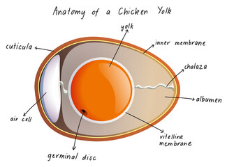 Wall Mural - Anatomy of a Chicken Yolk