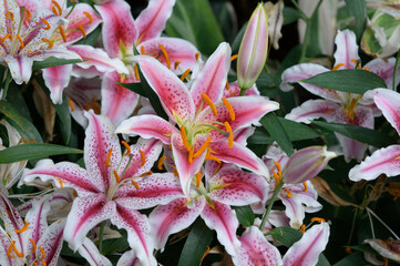  pink lily flowers