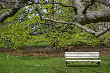 bench in the park