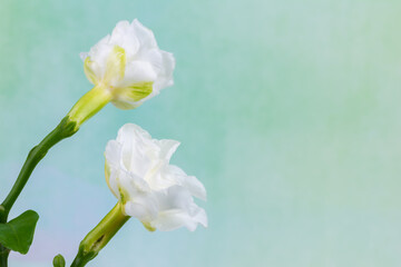 Wall Mural - White gardenia flowers on natural background.