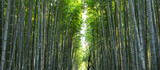 Fototapeta Dziecięca - bamboo forest in the morning , Kyoto Japan