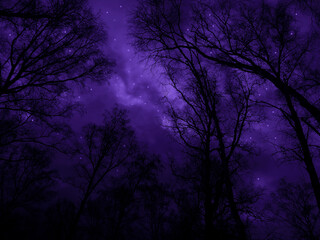 Wall Mural - night forest scene background. silhouettes of trees against the background of the starry sky. outer 
