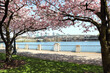 Springtime in Portland - Cherry blossoms in full bloom at the waterfront.