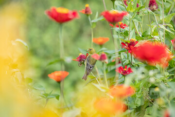 birds of Colombia