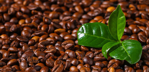 Roasted brown coffee beans. Top view. Coffee background texture. Banner.