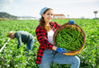 © JackF - Successful young female farmer engaged in organic legumes growing, showing beans harvest on farm field on sunny spring day