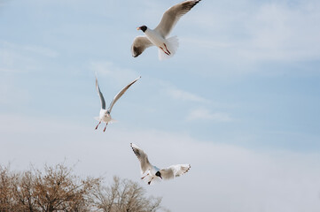 A flock of large white sea gulls fly against the blue sky, soaring above the clouds and the ocean, spreading their long wings in the daytime. Spring photography of a bird.