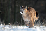 American cougar running on a snowy meadow