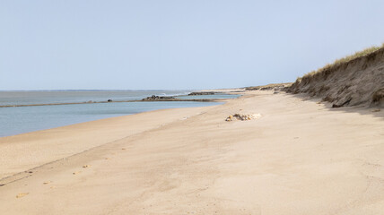 Wall Mural - Sandy beach wild natural in soulac Le Verdon in Gironde France