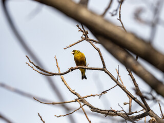 Poster - grey-capped oriental greenfinch in a tree 4