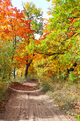 Sticker - Road in autumn forest