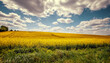 Wonderful Agricultural Landscape. Canola Field with perfect blue sky at sunny day. The idea of a Rich Harvest Concept. Rural Landscape under Shining Sunlight. Used as  background