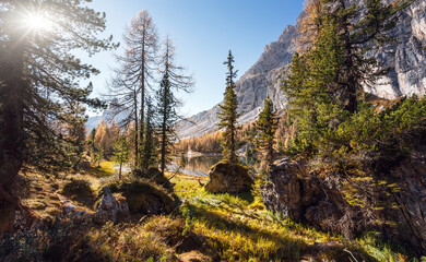 Incredible nature landscape. Panoramic view on spruse forest in front of mountain range and perfect blu sky on background. Location near Federa lake . Dolomite Alps. Italy. Picture of wild nature.