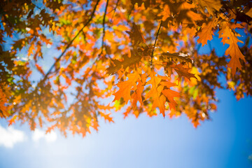 Poster - Bright yellow leaves on autumn birches against the blue sky.