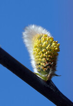 Buds Bloom On The Willow Tree In Spring