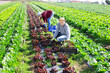 © JackF - Couple of workers man and woman picking harvest of red lettuce oak on the field