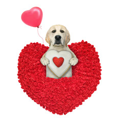 Wall Mural - A dog labrador is in a heart shaped bouquet of red roses. White background. Isolated.