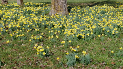 osterglocken / sternenblumen am sternweg in gaugenwald, nordschwarzwald