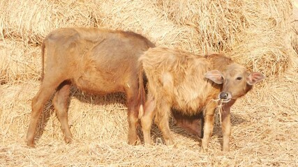 Sticker - Footage of calf eating dry grass, Shot of buffalo calf eating dry grass