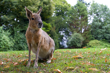 patagonian mara (riesenmerrschweinchen) sitting on grass, looking to the right