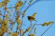 A Chiffchaff bird on a branch