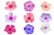 set of pink, red,white and blue phlox flowers isolated on white