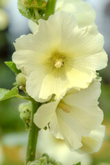 Wall Mural - yellow mallow flowers in garden
