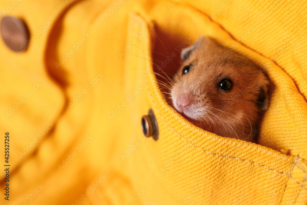 Cute little hamster in pocket of yellow shirt, closeup. Space for text - obrazy, fototapety, plakaty 