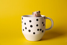 Cute Little Hamster In Ceramic Cup On Yellow Background
