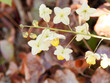 Epimedium perralchicum | Elfenblume oder Sockenblume 'Frohnleiten' mit goldgelben Blütenstände, die wie Elfen
