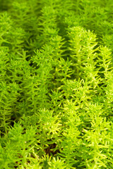 Wall Mural - Close-up of a lush buddha grass, Sedum lineare  Thunb.