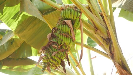 Canvas Print - Full view of green bananas bunch hanging on banana tree