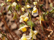 Epimedium perralchicum oder Elfenblume. Schönsten Blattschmuckstauden feine rötliche bis grün für halbschattige Gartenbereiche unter Blumen stängeln leuchtend goldgelbe überhängende