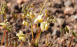 Epimedium perralchicum | Elfenblume oder Sockenblume 'Frohnleiten' als genügsamer Bodendecker mit hellgelb Blüten im Schatten unter Blumen stängeln leuchtend goldgelbe überhängende