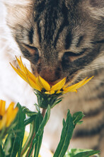 Cute Gray Tabby Cat Sniffs Bright Yellow Flowers