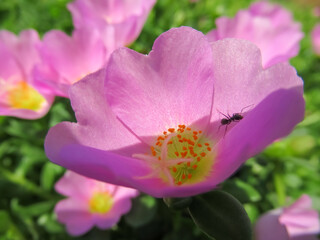 Poster - Portulaca oleracea flower