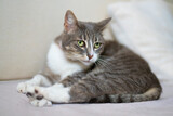 Fototapeta Koty - Sweet cat lies on sofa at home and looks into the camera