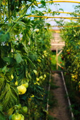 Wall Mural - Growing tomatoes in a greenhouse.