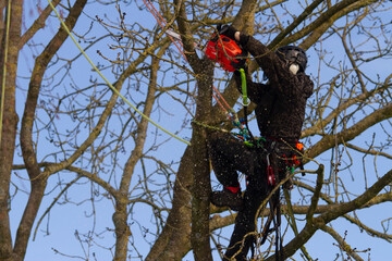 Wall Mural - Tree surgeon routine