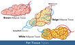 Illustration of types of human adipose tissue of fat tissue: white brown and beige types.