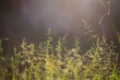summer natural background. field of grassy field grasses - bluegrass in contour light of sun.