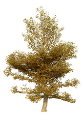 Wall Mural - 3d rendering sycamore tree on white