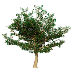 Sticker - 3D Rendering Sycamore Tree on White